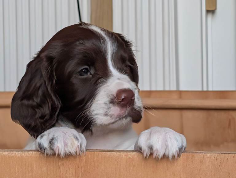 KC registered English Springer Spaniel puppies