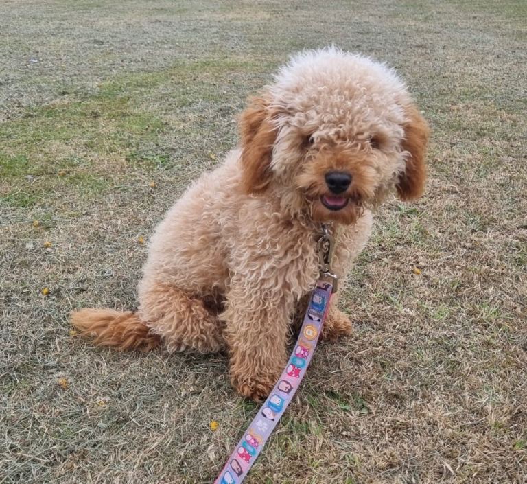 Miniature Labradoodle