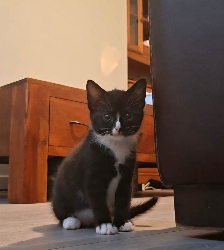 Lovely Little Tuxedo Kitten