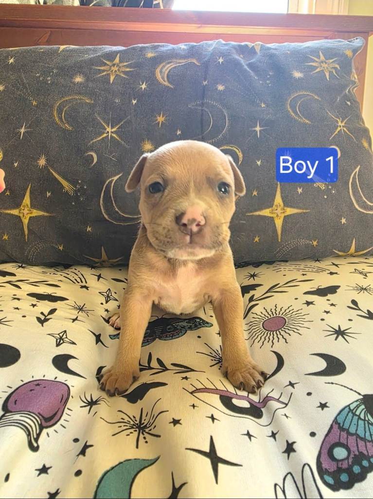 Staffordshire Bull Terrier Puppies - Female and Male