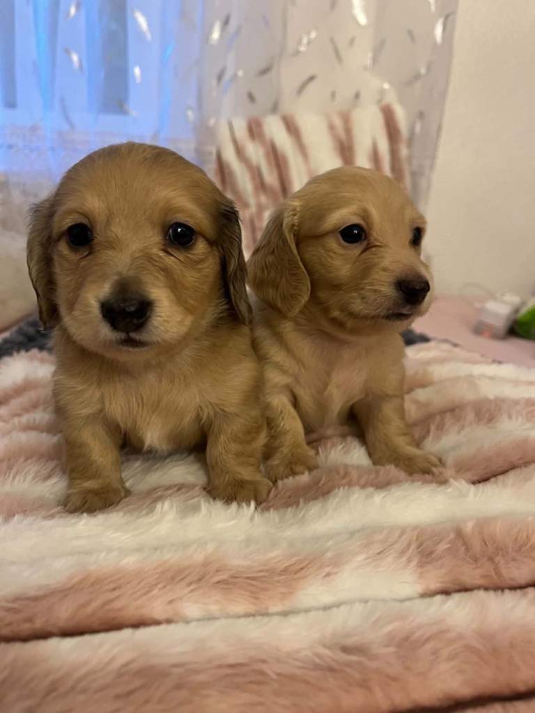 Long hair dachshund 
