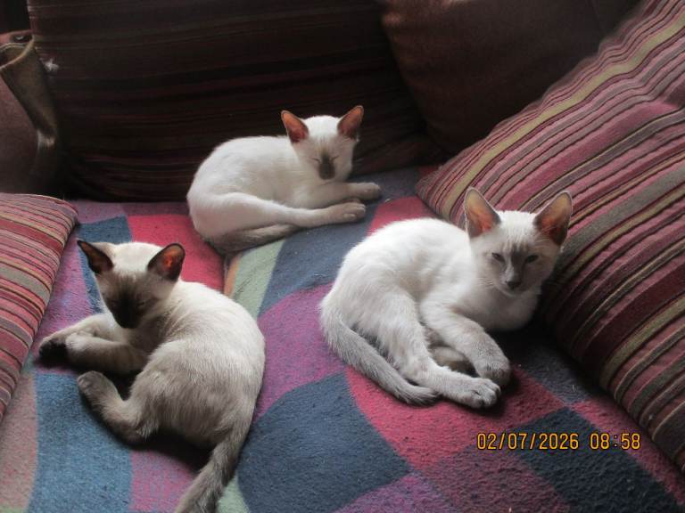 siamese kittens