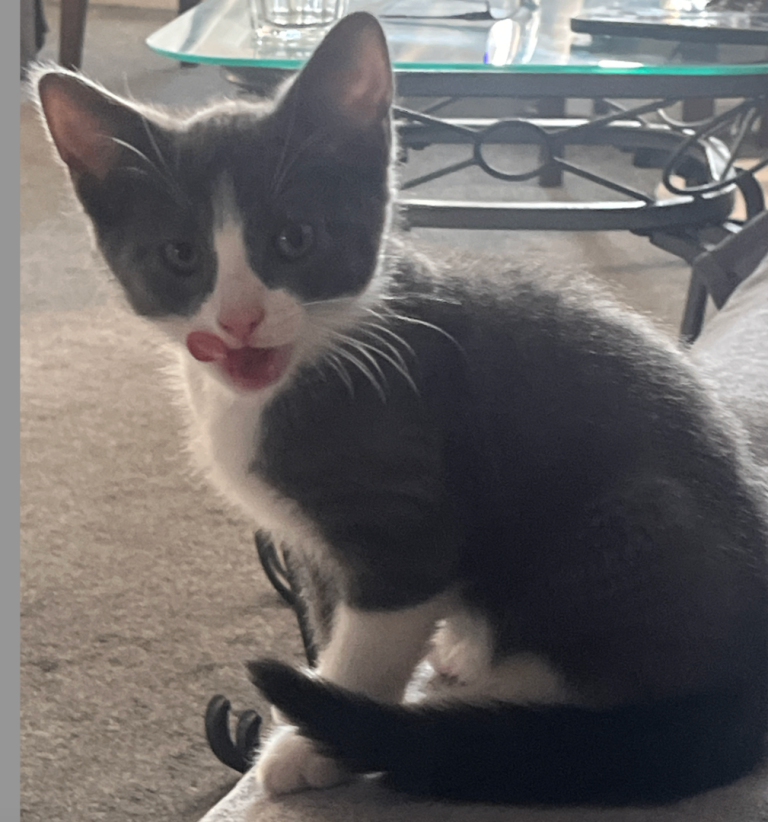 Kittens avaialble 