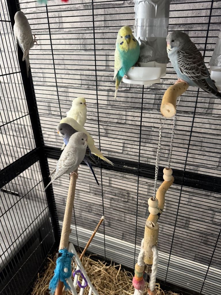Baby budgies