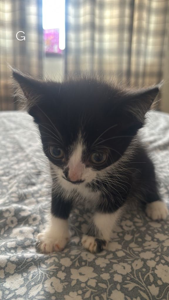 Kitten for sale Bridgend!
