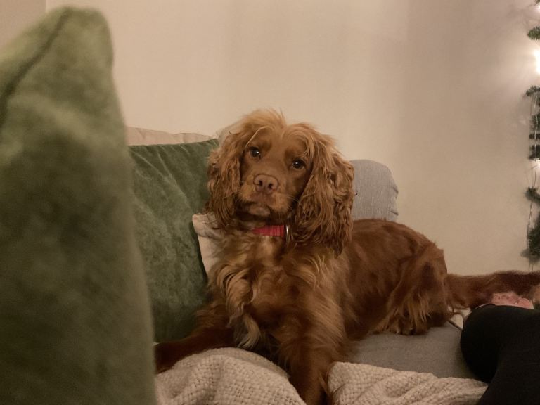 Ginger cocker spaniel for sale (female)