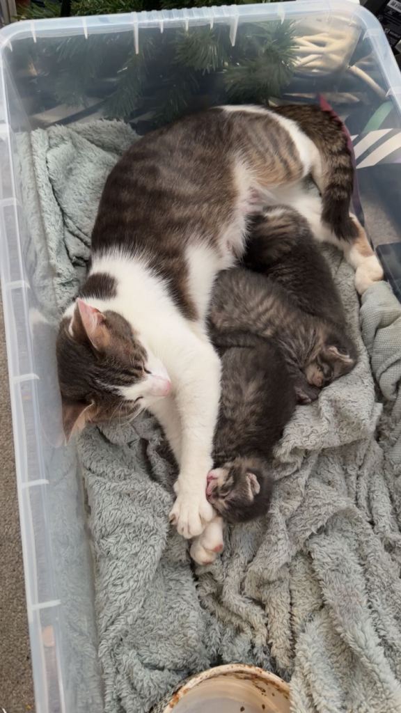 Kittens for sale 
