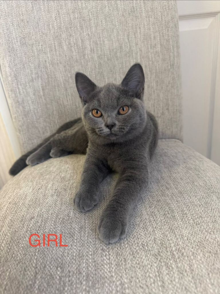  Beautiful Blue British Shorthair Kittens