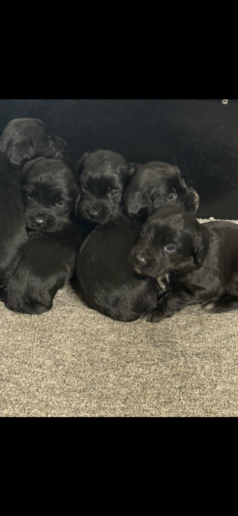 KC cocker spaniel puppies