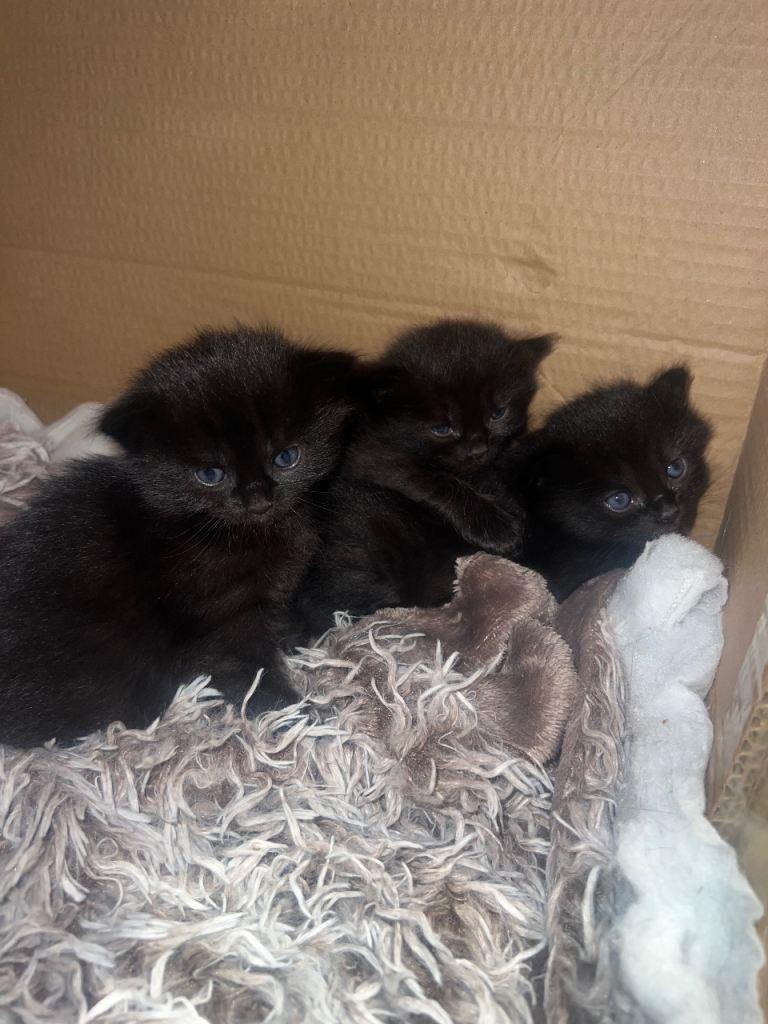 4 kittens for sale