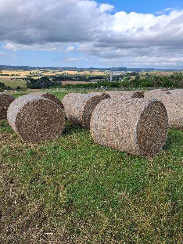 10  x 2nd year grass, round bales 