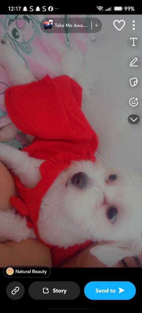 Bichon frise