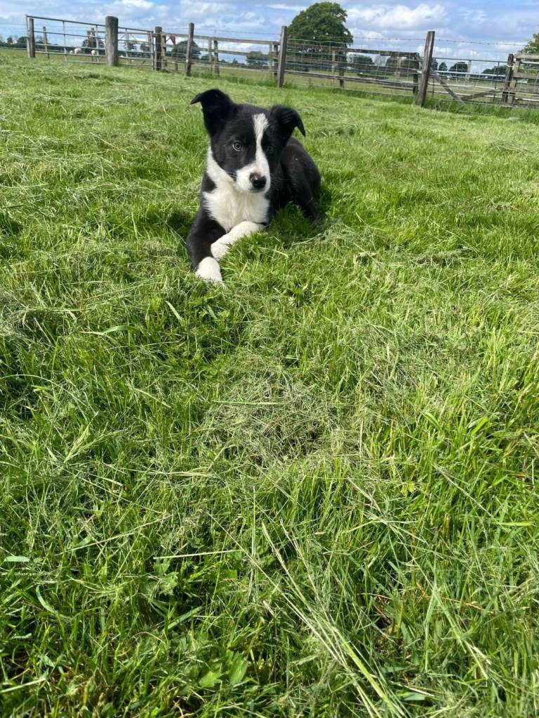Collie male pup