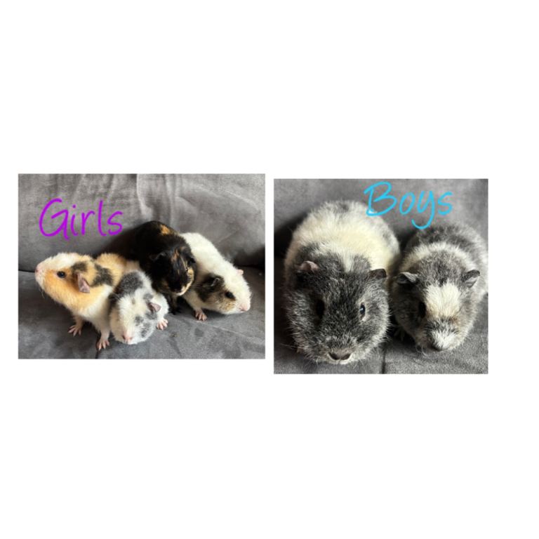 Baby Guineapigs x4 girls x2 boys- ready now