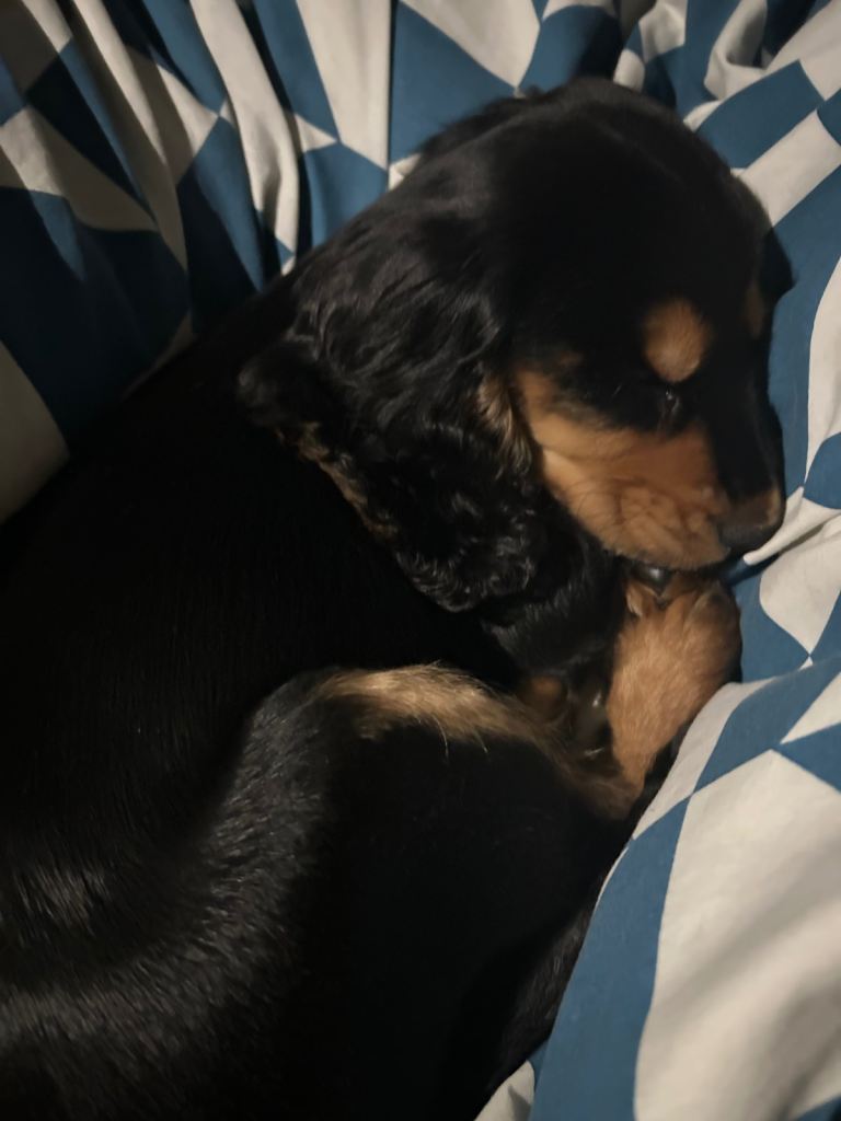 Rare Black and Tan pup - Essentials included