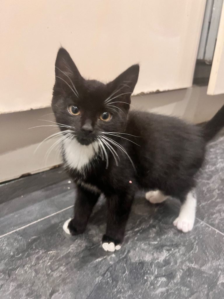 Ragdoll X mixed breed kitten  