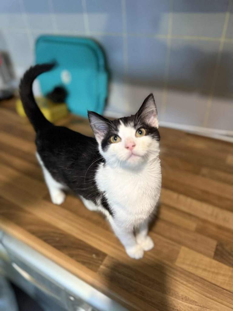 2 Female kittens 14weeks old