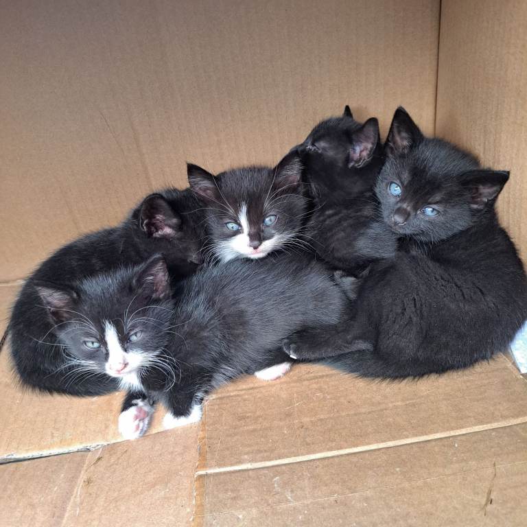 Kittens
