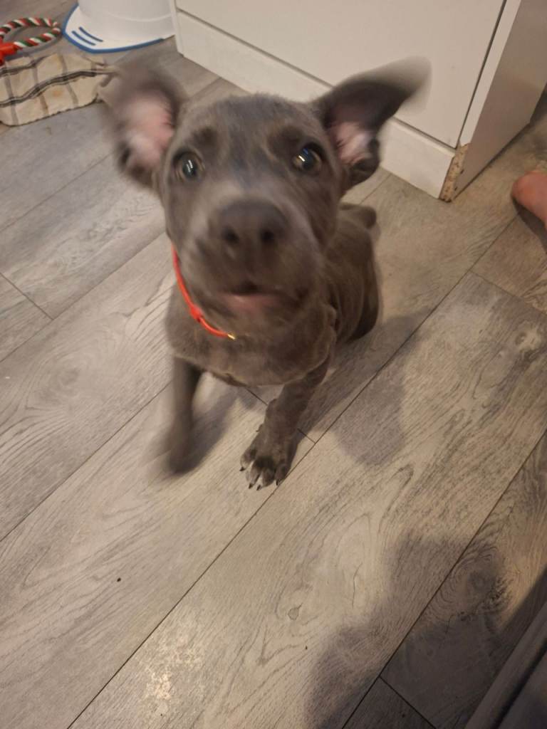 Lab/Jack Russel for sale