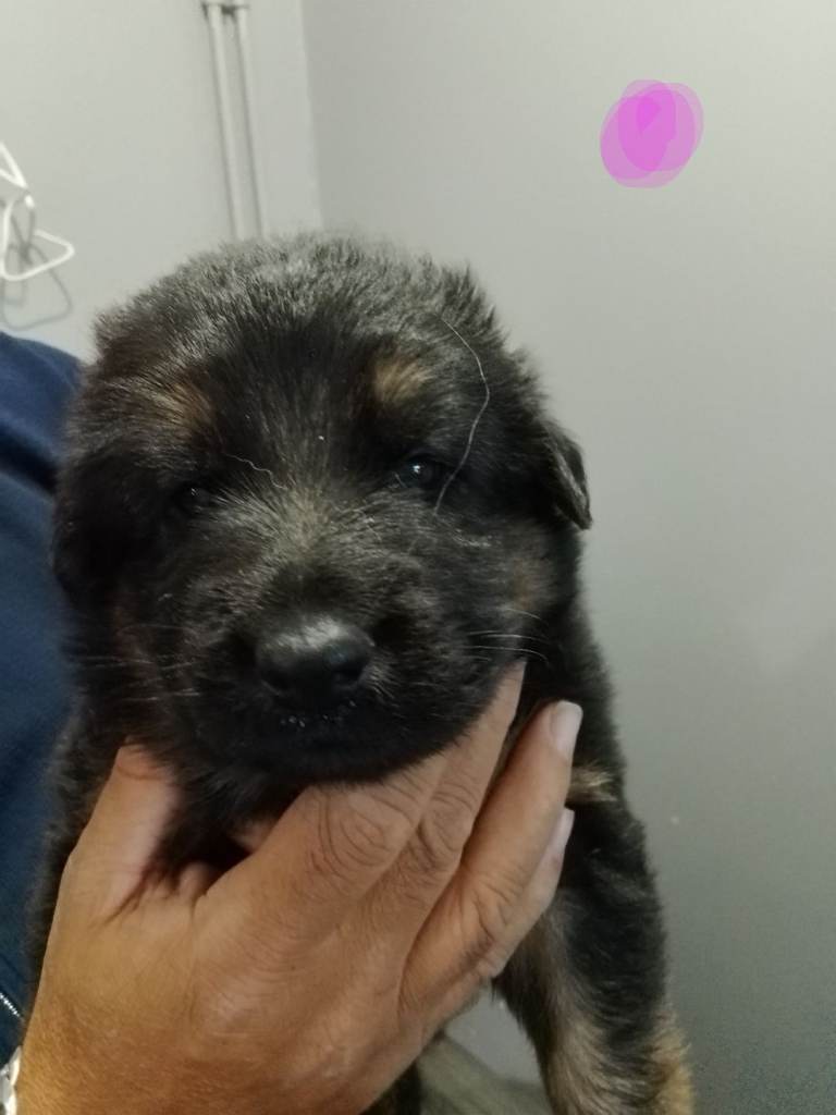 1 Handsome German Shepherd Boy