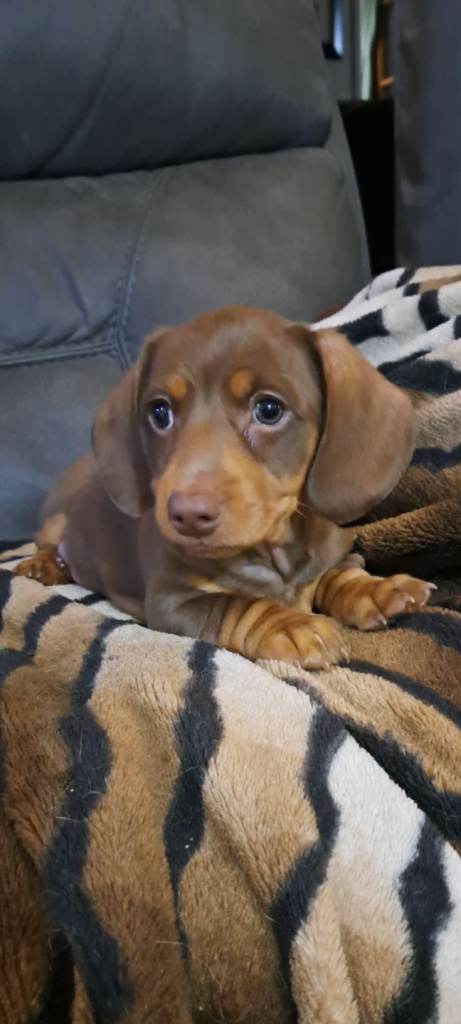 Miniature dachshund 