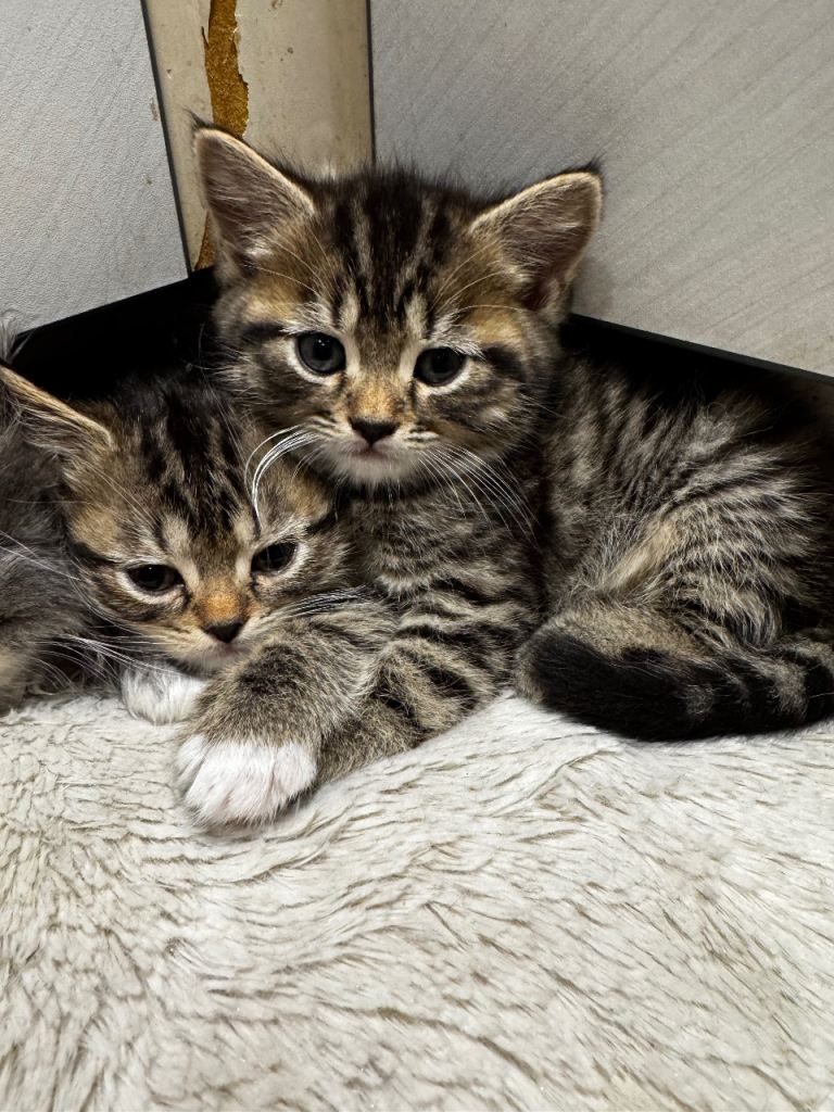 ***Beautiful half Persian kittens, good with kids & other animals****