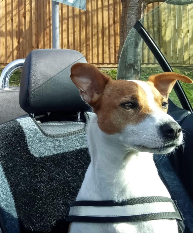 Romy - similar to Jack Russell Terrier
