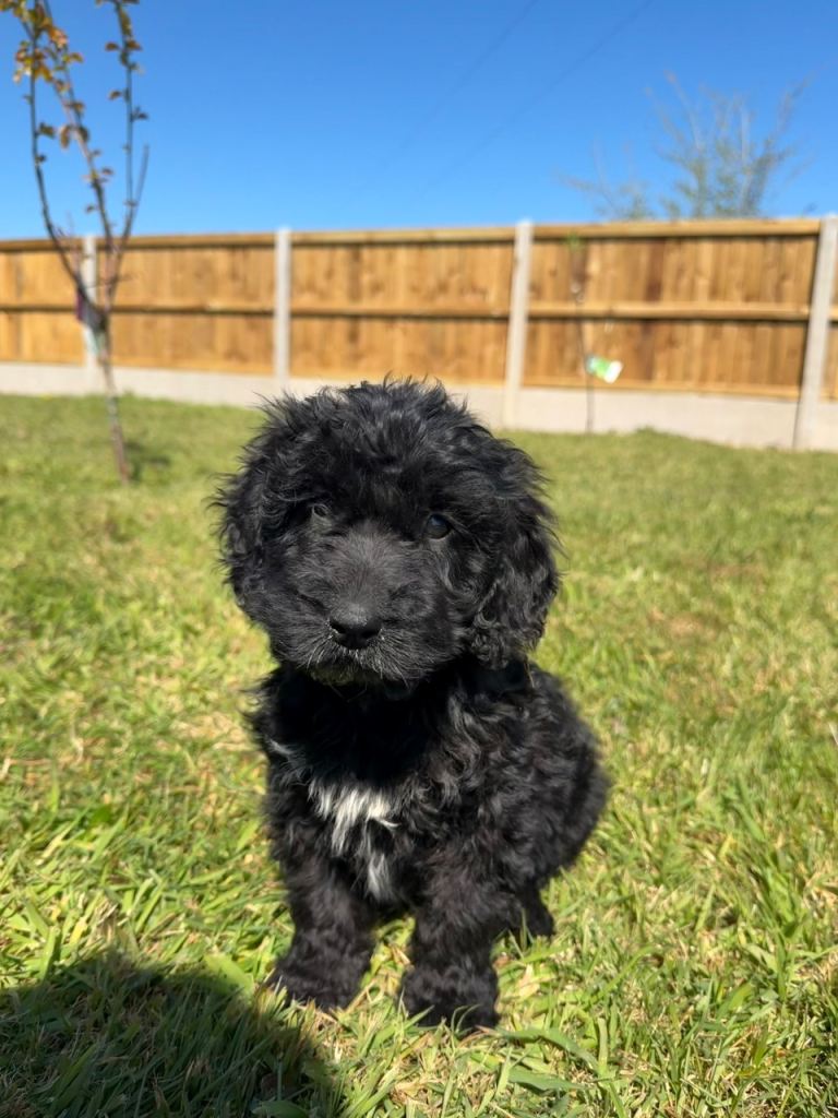 Vaccinated Cockapoo Puppy