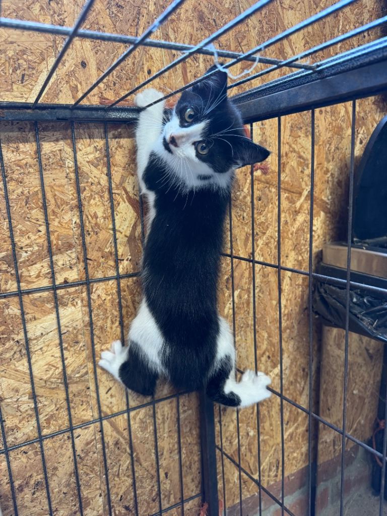 Adorable Black and White Kittens Looking for Forever Homes
