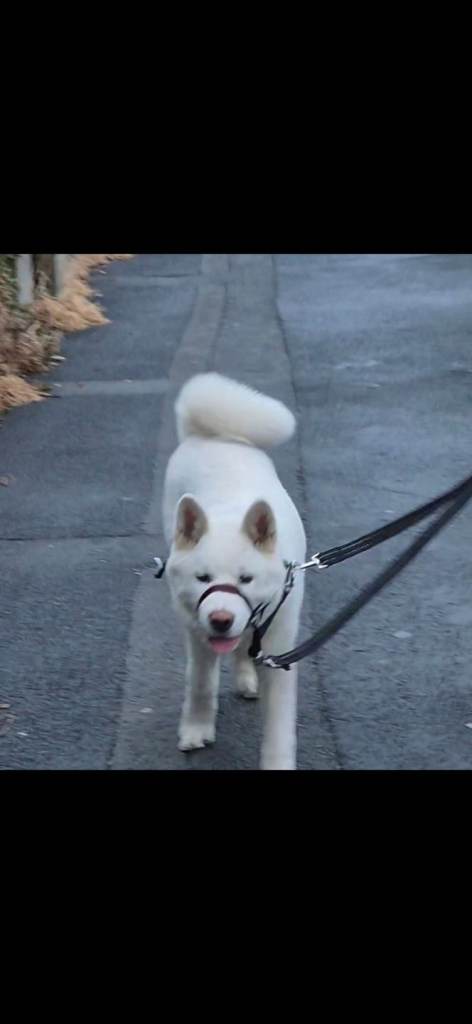 American akita £450 ono