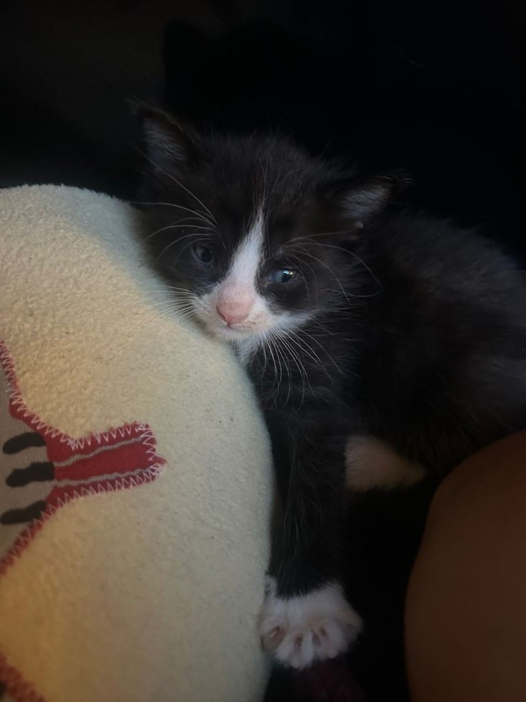 Kittens 