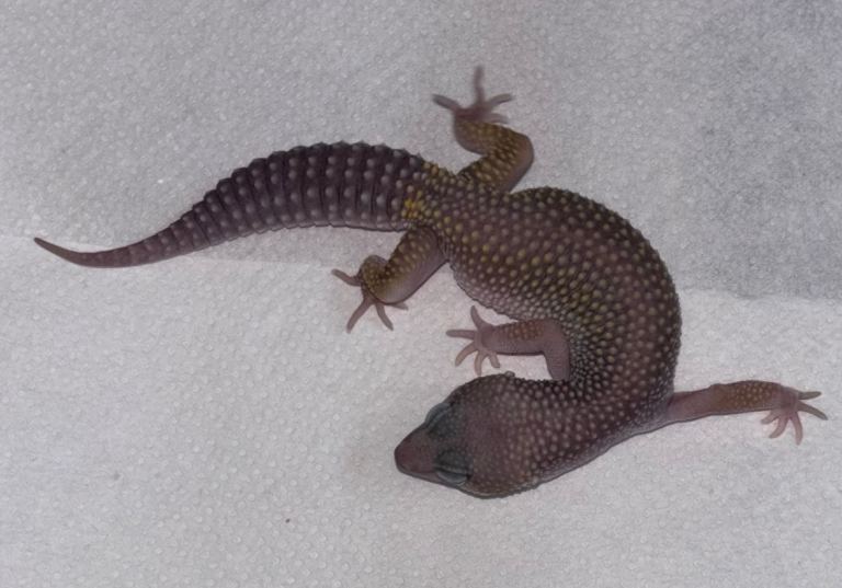 Leopard Gecko