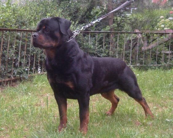GLADIATOR GERMAN ROTTWEILER MALE KC REGISTERED (Open to nearest offers) 