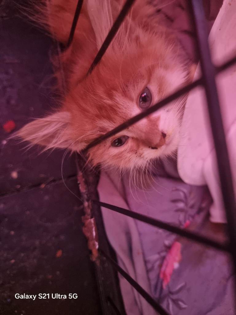 3 kittens 