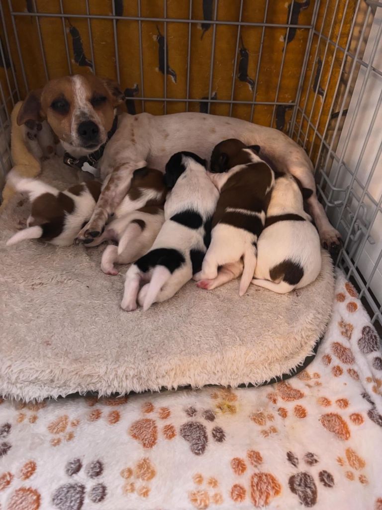 🐶💛 Jack Russell Puppies – Ready for Loving Homes Soon 💛🐶