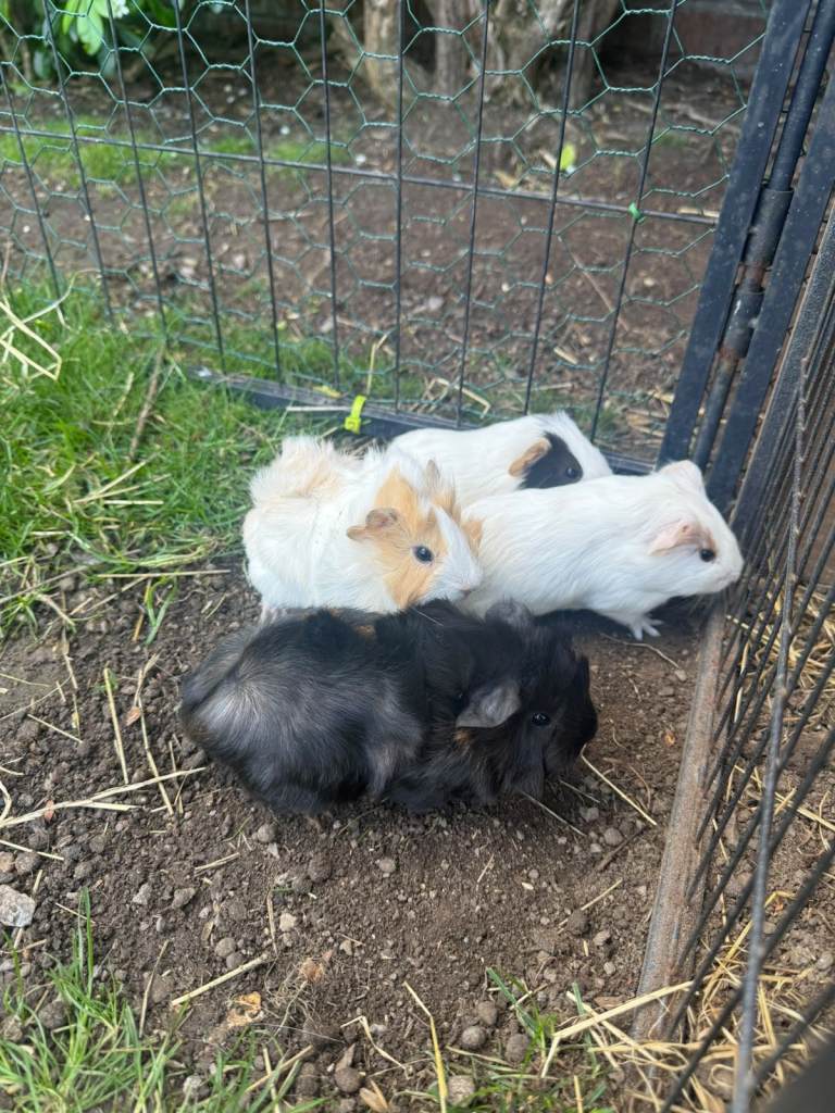 Baby Guinea pigs