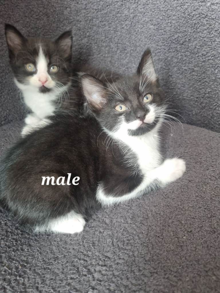 Kittens ready for their new home 