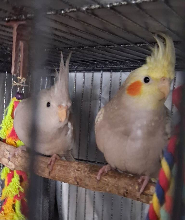 Baby cockatiels 