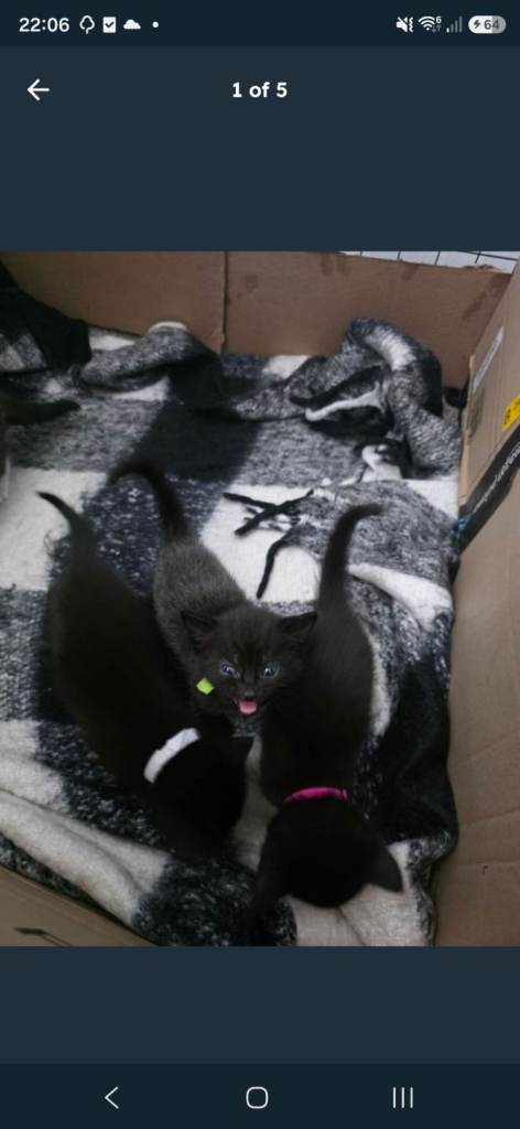 4 kittens looking for a new home
