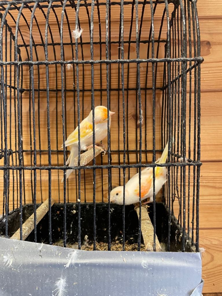 Canaries 