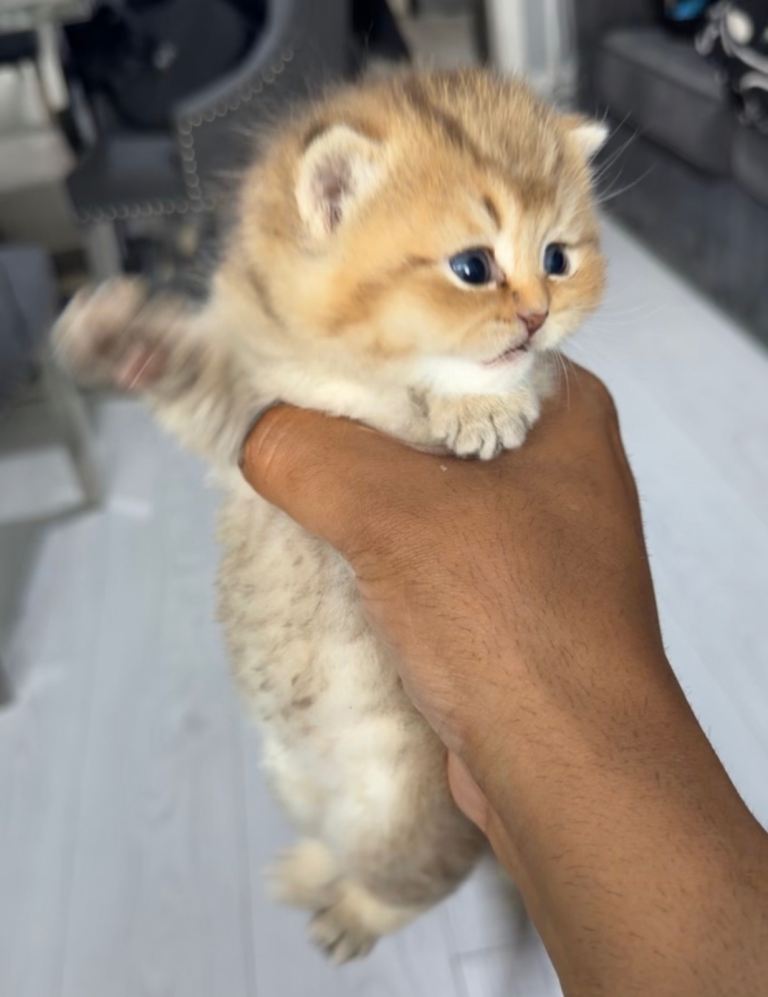 Rare black golden and golden shaded