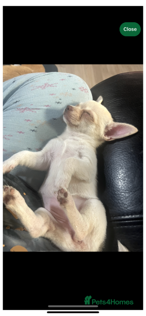 Beautiful Chihuahua Pup