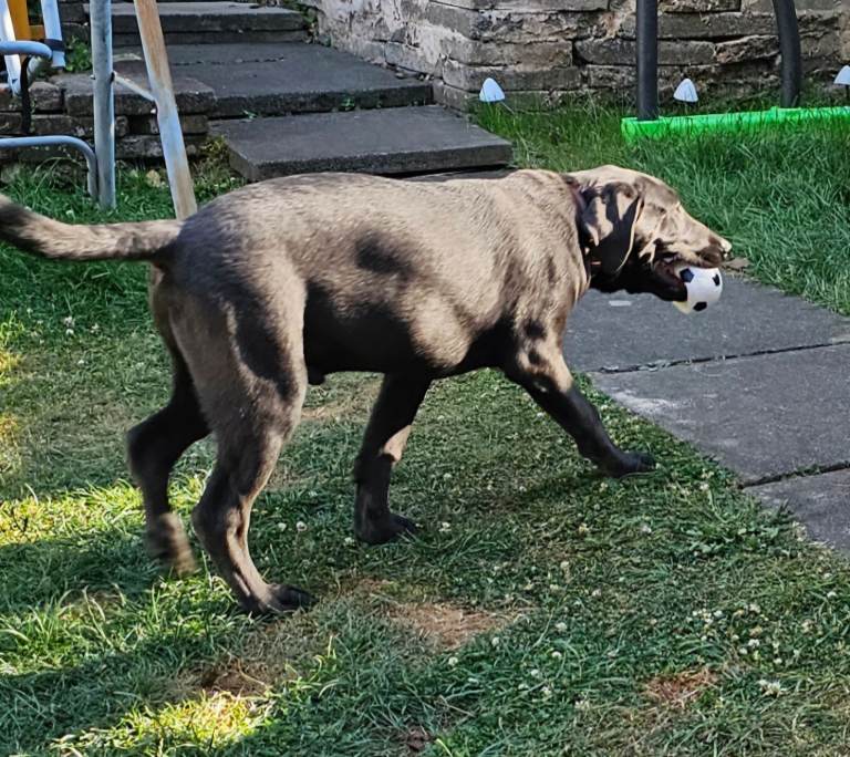 Charcoal Labrador Retriever 