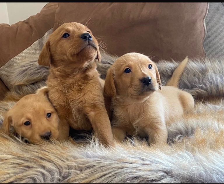 Labrador puppies