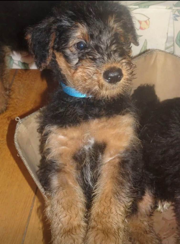 Airedale Terrier puppies for sale