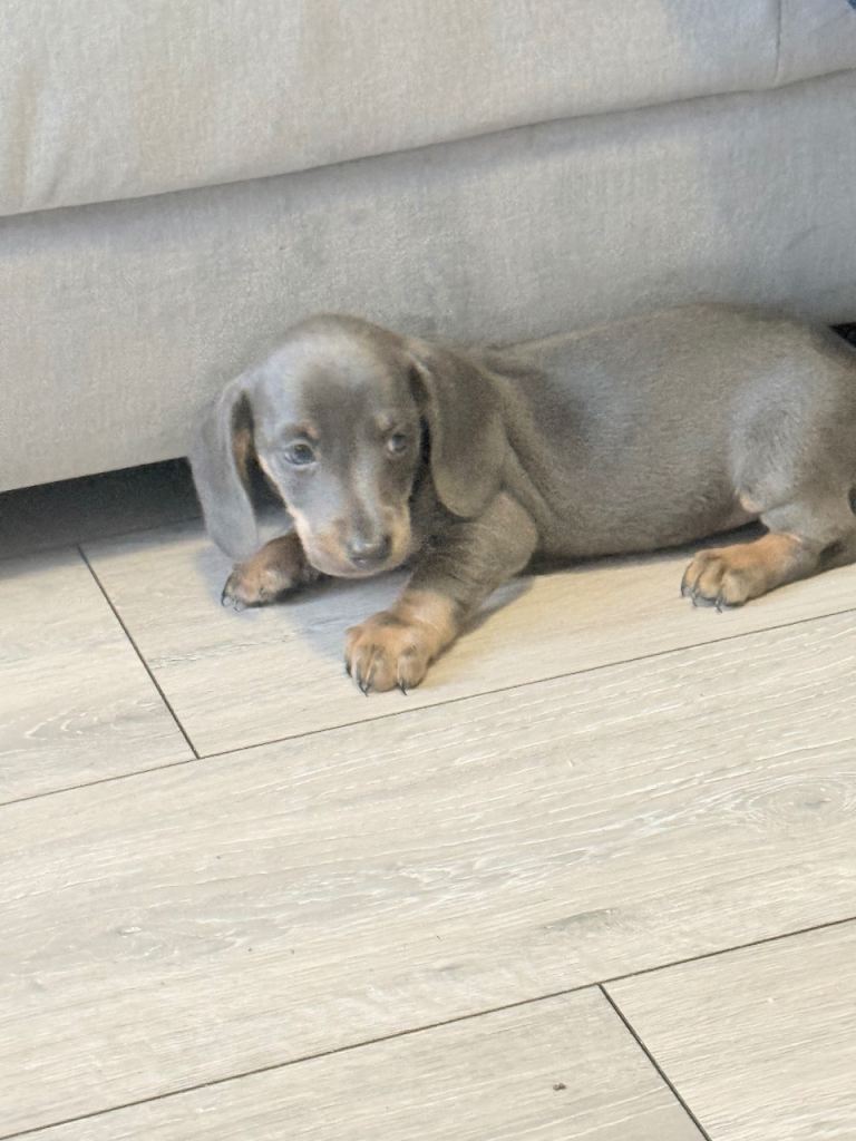Miniature dachshund puppies!!