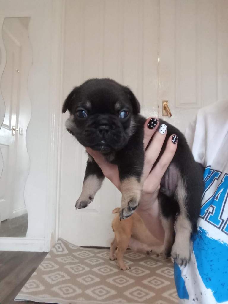 French bulldog puppy 1 male left