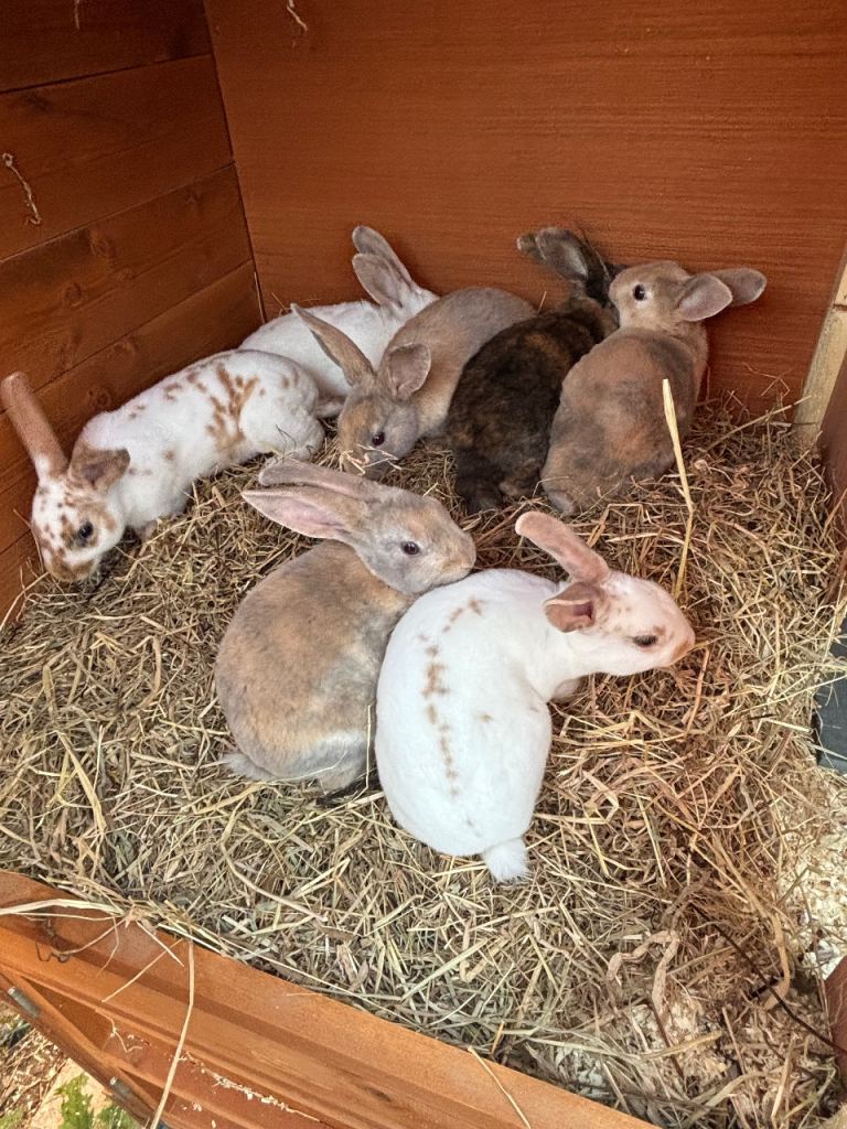 Mini Rex babies 