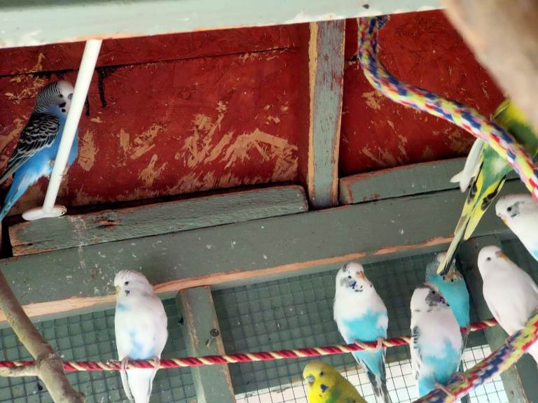 Budgies  for Sale