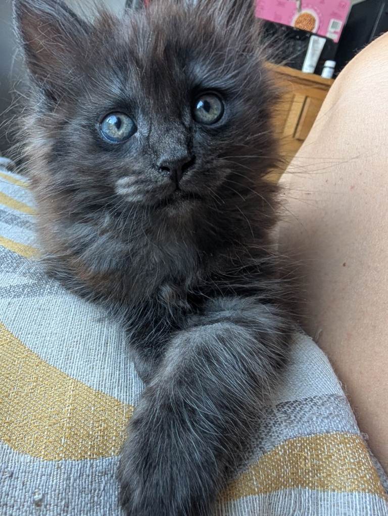 Maine coon x